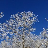 Зимняя сказка :: Дмитрий Поволоцкий