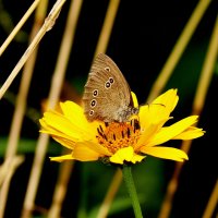 бабочки и цветы 56 :: Александр Прокудин