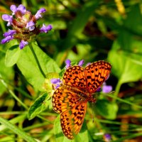 бабочки и цветы 58 :: Александр Прокудин