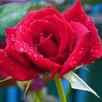 Мир  цветов .   Алая роза и капли дождя :: Валентин Семчишин