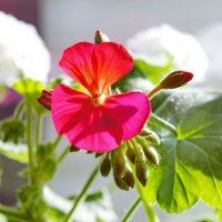 Красота цветка герани. :: сергей 