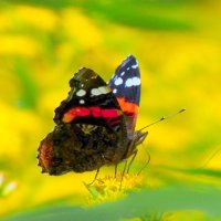 бабочки и цветы 66 :: Александр Прокудин