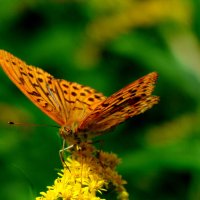 бабочки и цветы 68 :: Александр Прокудин