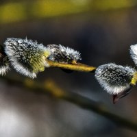 Весеннее утро. :: Владимир Безбородов