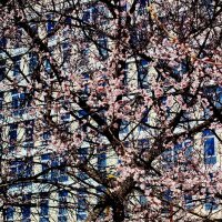 Весна в городе :: Stritnik 