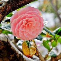 Camellia japonica  Камелия японская Otome Tsubaki  в парке Японии :: wea *