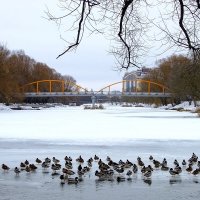 1 апреля - Международный день Птиц :: Фёдор Меркурьев