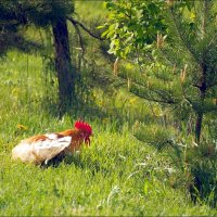 Хорошо на солнышке :: Сеня Белгородский