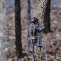 Ребёнок бабуины  старается подниматься :: Георгий А