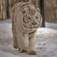 Бенгальский тигр. :: аркадий 