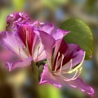 Баухиния Орхидейное дерево :: Александр Деревяшкин