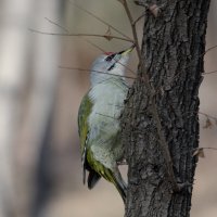 Седой дятел. :: Виктор Иванович Чернюк