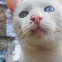 кошка Вика :: Лёва Пиантковский 