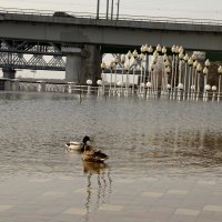 Весенняя вода :: Владимир Зырянов