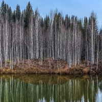 Берёзки на острове :: Сергей Борисович 