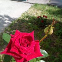 Роза красная :: Николай ntv