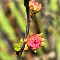 Луизеания. :: Валерия Комова