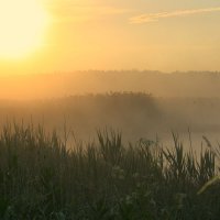 Утро в тумане :: Любовь Перевозникова