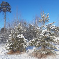 Свежий снег в апреле :: Галина Минчук