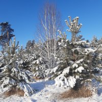 Свежий снег в апреле :: Галина Минчук