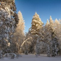 Зимний вечер в лесу :: Vladimbormotov 