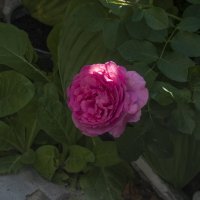 Розовая роза :: Валентин Семчишин