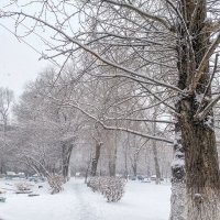 Зима вернулась :: Михаил Соколов