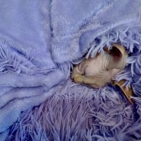 Сиреневые сны. :: Pippa 