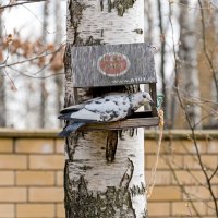 Маловата квартирка :: Валерий Иванович