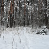 Московская область. Пушкинский район. Санаторий «Правда». :: Наташа *****