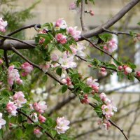 Яблони в цвету, весны творенье! :: Татьяна Смоляниченко