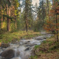В весеннем лесу :: Vladimbormotov 