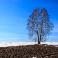 Берёзки в поле :: Сергей Борисович 