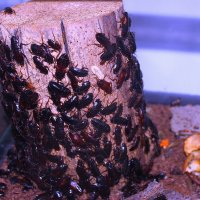 Шипящие Мадагаскарские тараканы. :: Штрек Надежда 