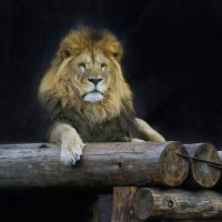 Мой зоопарк - Лав царь :: Владимир Максимов