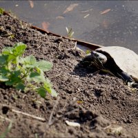 Молодёжь я Вам не помешаю ? :: Сеня Белгородский