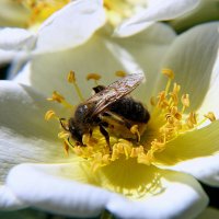 Будет  мед - сказала пчелка. :: Николай Рубцов