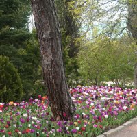 Цветы ботанического сада :: Валентин Семчишин