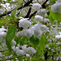 Вишня Птичья плена (Prunus avium Plena) :: Фёдор Меркурьев