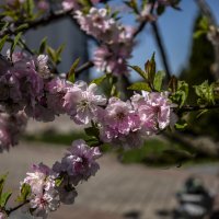 В Свенском саду Брянска зацвела сакура/ :: Евгений 