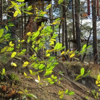 В парке Радуга, Екатеринбург :: Елена Шаламова