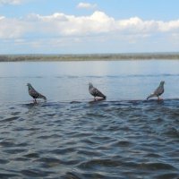 Волга и голуби :: Надежда 