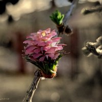Цветёт сибирская лиственница :: Юлия Погодина