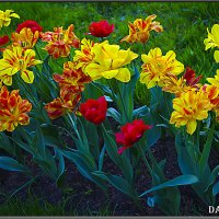 Тюльпаны. :: Александр Дмитриев