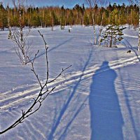 В первый день весны в пригородном лесу! :: Владимир 