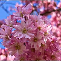 Цветение вишни фукубана. :: Валерия Комова