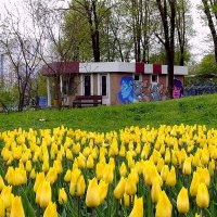 Жёлтые тюльпаны ... :: Фёдор Меркурьев