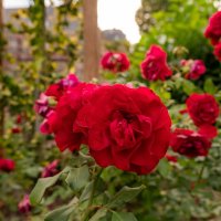 Розы в парке :: Николай Гирш