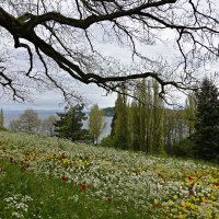 Отсечь слова. Ненужное отбросить. Радостно вздохнуть. Мацуо Басё... :: Galina Dzubina