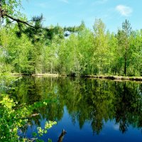 лесной водоем :: Владимир 